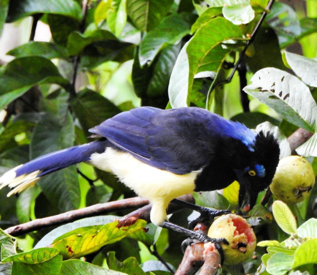 Genipapo Hotel Fazenda E Pesca Esportiva Bonito  Exteriér fotografie